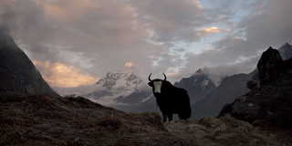 En Yak i Nepal Ama Dablam, där turismen nu hotas av dis och dimma.
