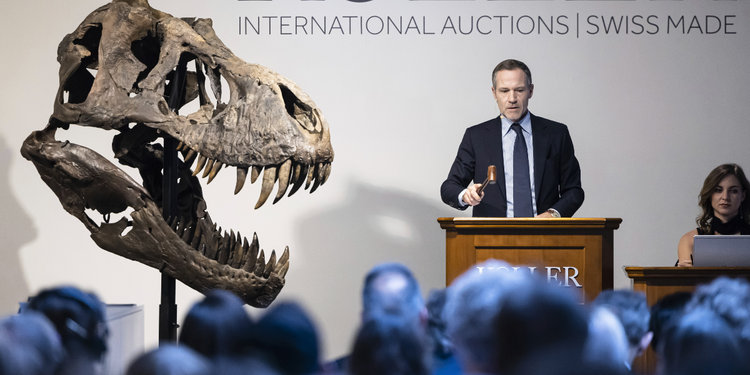 Dinosaurieskelett säljs på auktion – kan bli världens dyraste - Dagens PS