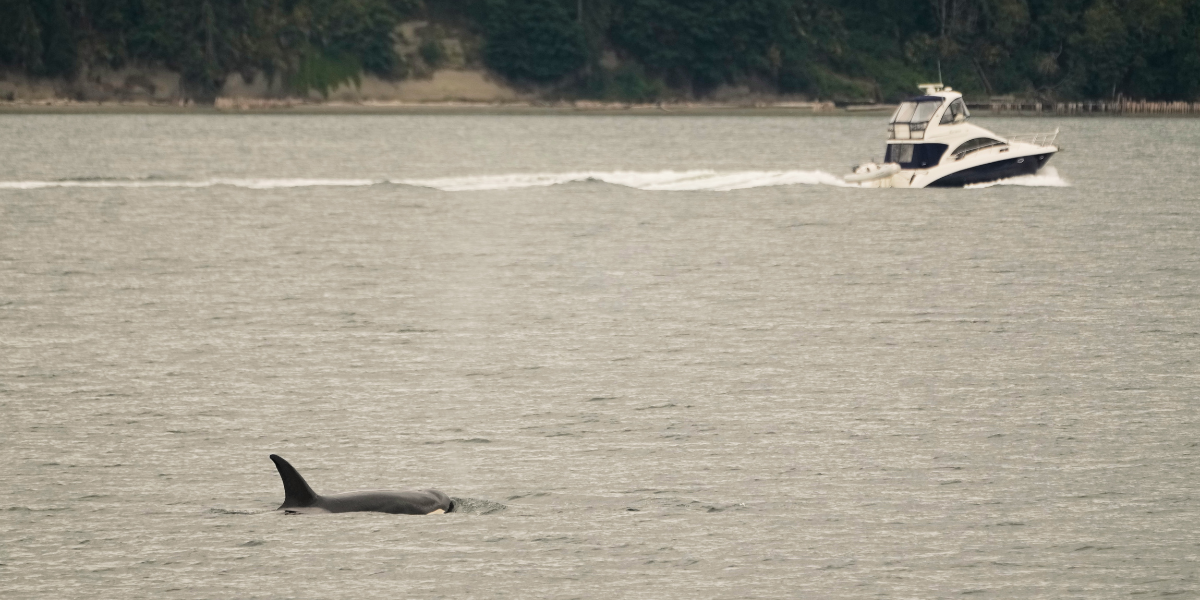 En späckhuggare kommer upp till ytan när en båt passerar på Puget Sound måndagen den 29 juni 2026, nära Langley i delstaten Washington. (Foto: Lindsey Wasson)