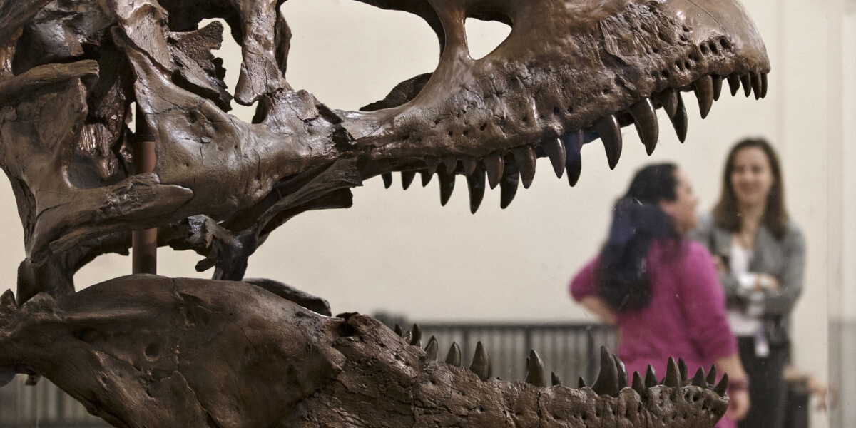 Techmiljardärer köper upp fossiler och skelett från dinosaurier