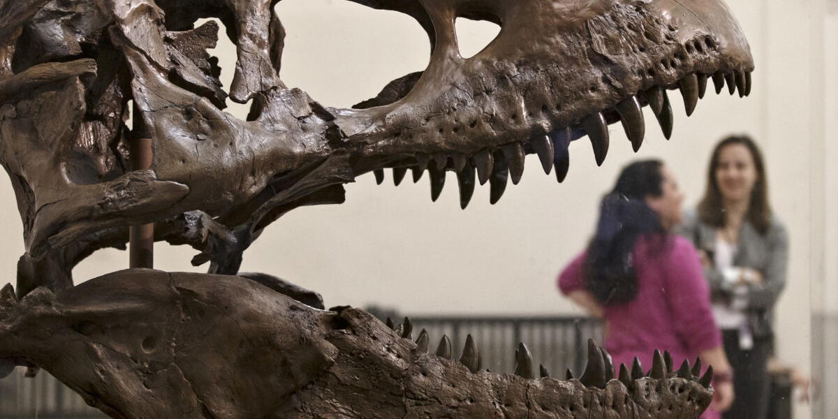 Techmiljardärer köper upp fossiler och skelett från dinosaurier