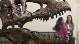 Från SpaceX till T-rex – här landar techmiljardärernas pengar